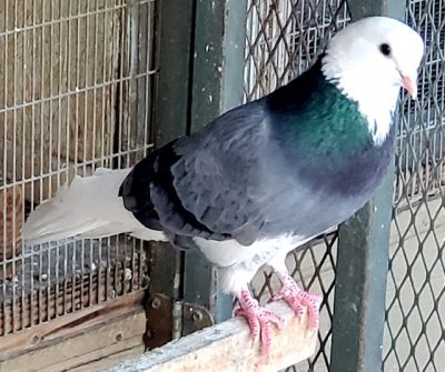 Blue Shazdeh Iranian Pigeon